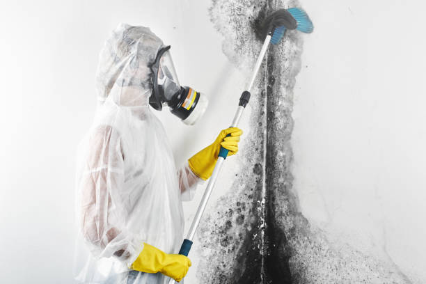 Best Basement Mold Removal  in Reidsville, NC