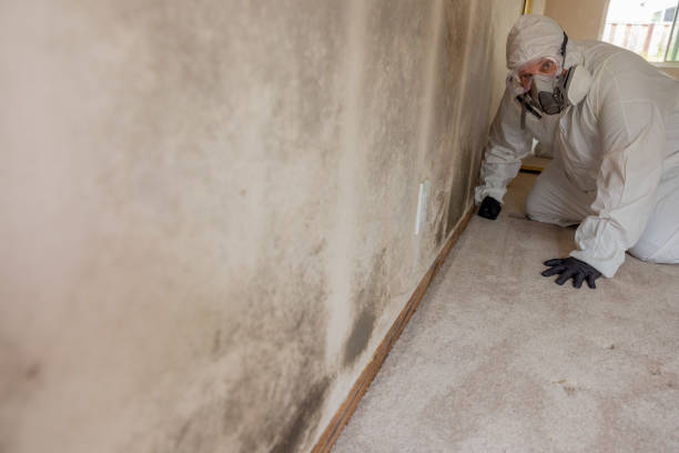 Best Emergency Mold Remediation  in Reidsville, NC